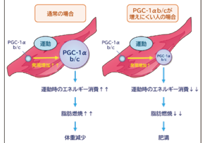 Pochitto（ぽちっト）神戸　｜　	神戸大学コラム